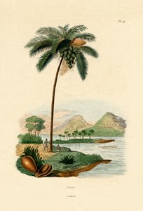 Coconut Palm